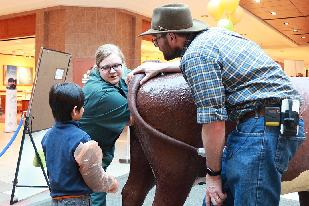 Kendra Elliott, centre, helps give a calving demonstration at Agriculture in the City. Photo by Taryn Riemer.