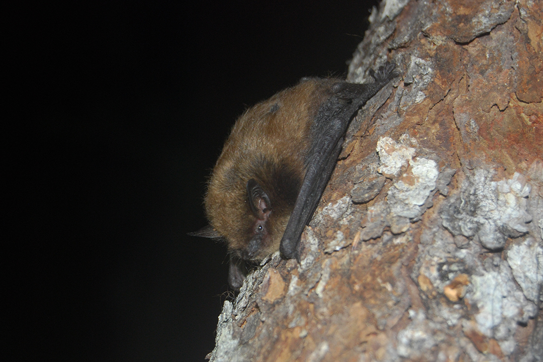 Little brown bat. Supplied photo.