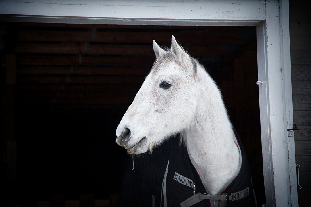 Dr. Meagan Peats brings her veterinary services to horses in rural Manitoba. Photo by Christina Weese.