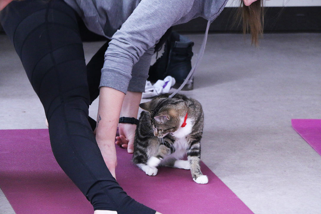 Students took part in the Cat Yoga Mar. 6 as part of the Mental Health Awareness Month at the WCVM.