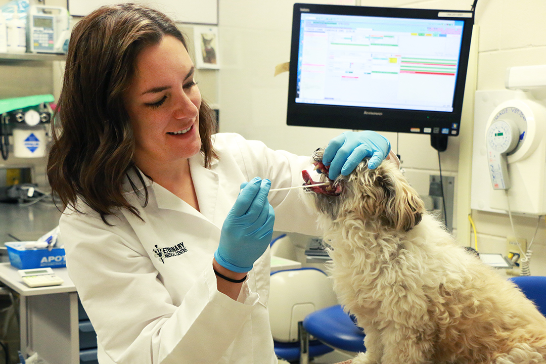 Dr. Candace Lowe collects a mouth swab sample from her dog Lola for a dental research study. Photo by Taryn Riemer.  