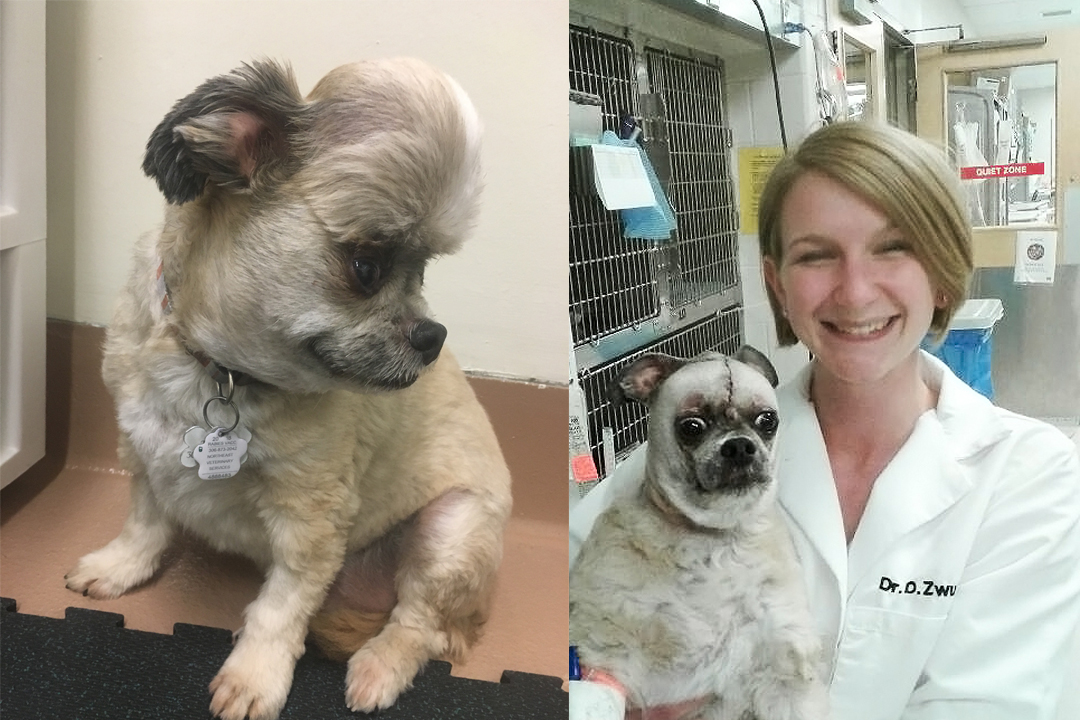 Toby before and after surgery to remove the grapefruit-sized tumour from his head. Submitted photo.