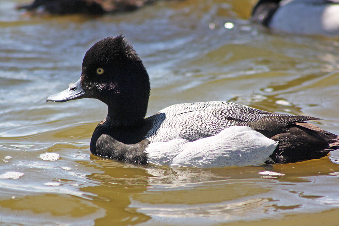  By measuring the corticosterone levels in the feathers of lesser scaup ducks, the scientists could determine their stress levels. Photo by Toni Moritz