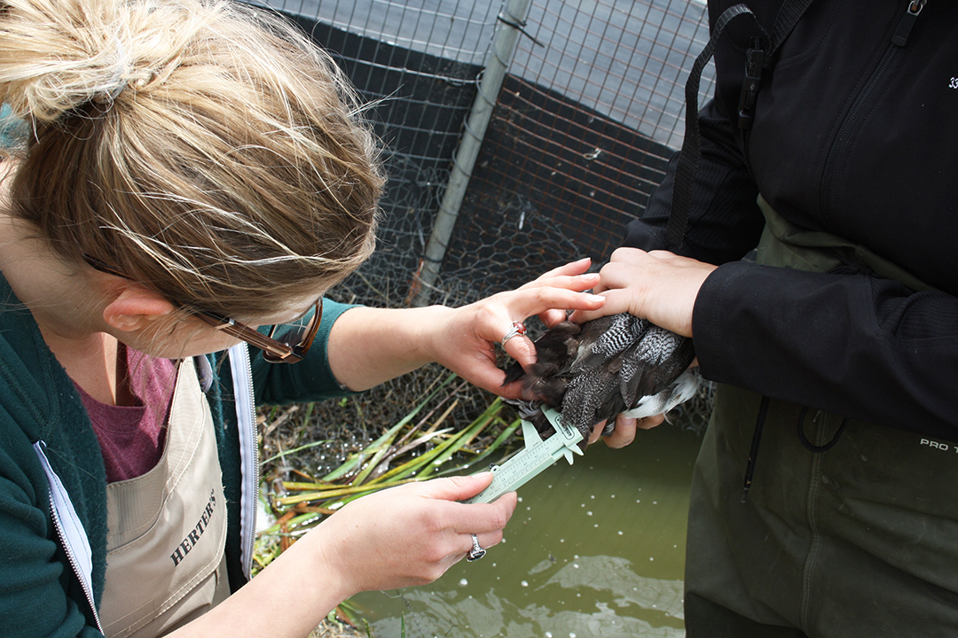 Veterinary student Toni Moritz examines one of the ducks involved in the study. Submitted photo.