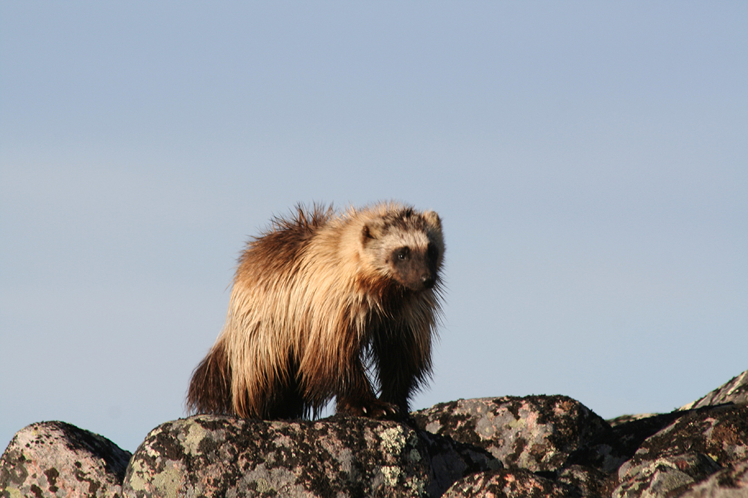 Researchers at the Western College of Veterinary Medicine (WCVM) have been studying gut parasites of wolverines in the Yukon. Photo by Gustaf Samelius.