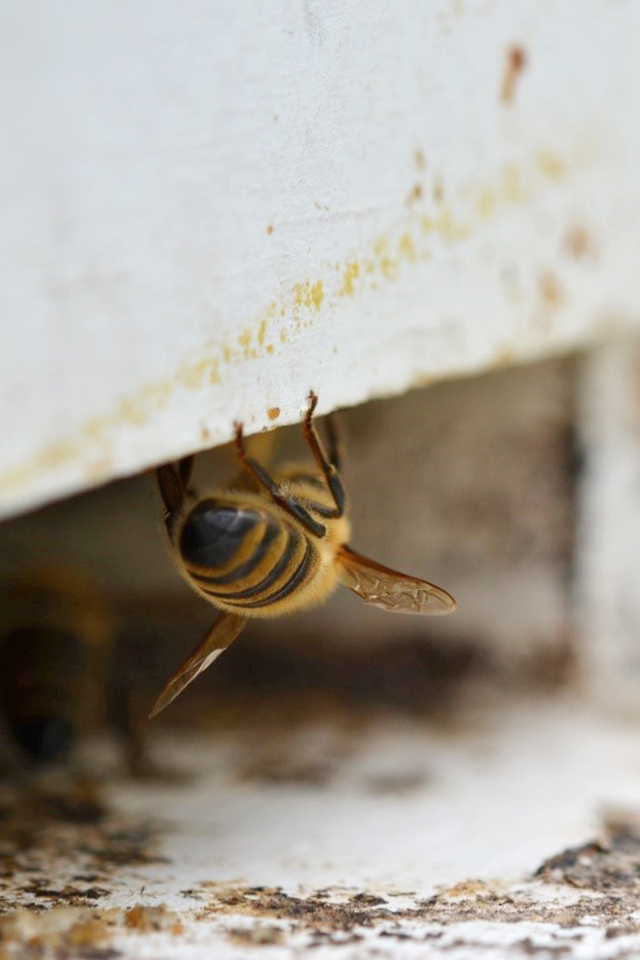 “People need to understand that bees have many pests and pathogens just like any other species,” says Dr. Sarah Wood.