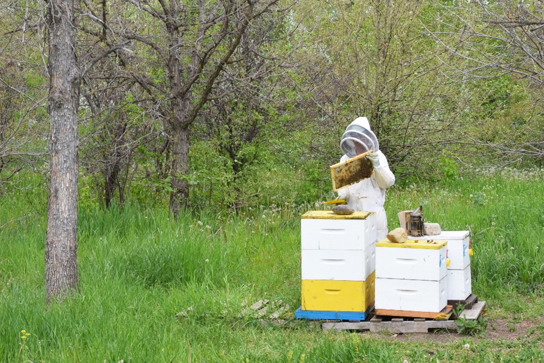 Research hives at the Goodale Research and Teaching Farm. Photos by Esther Derksen.