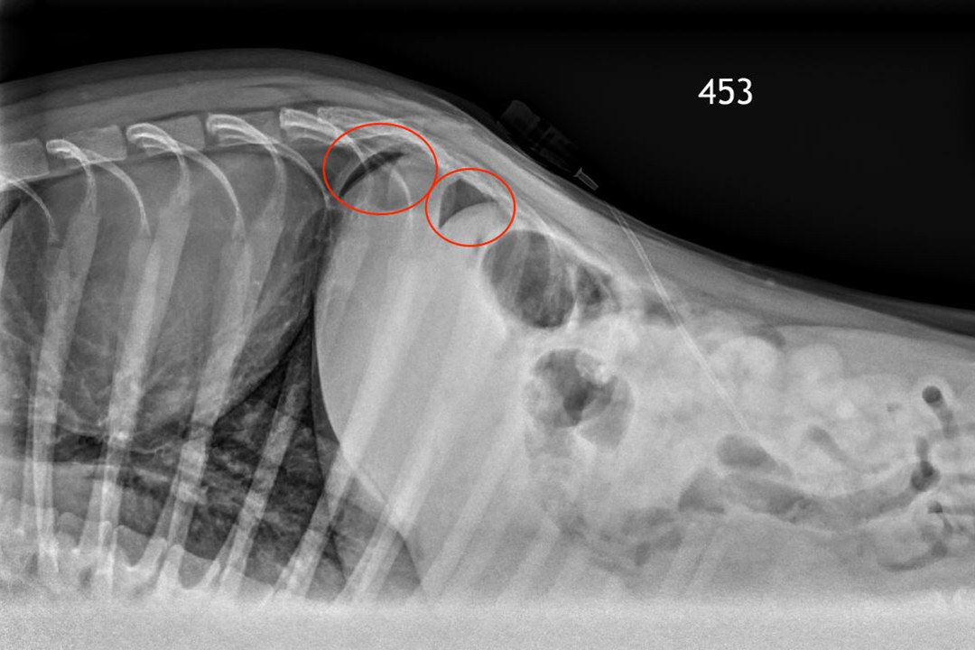 Radiologists clearly identified 10 millilitres of air in a dog’s abdomen. This image was taken with the dog in a ventrodorsal position using a horizontal beam view.