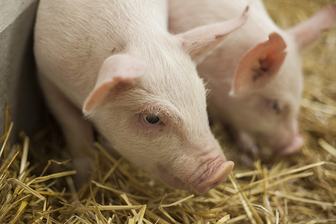 Projects targeting swine health will be supported by the new research funding. Photo: Christina Weese. 