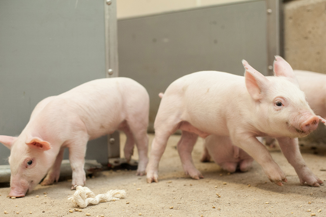 Piglets enjoy some play time at the U of S Prairie Swine Centre. Photo by Christina Weese. 