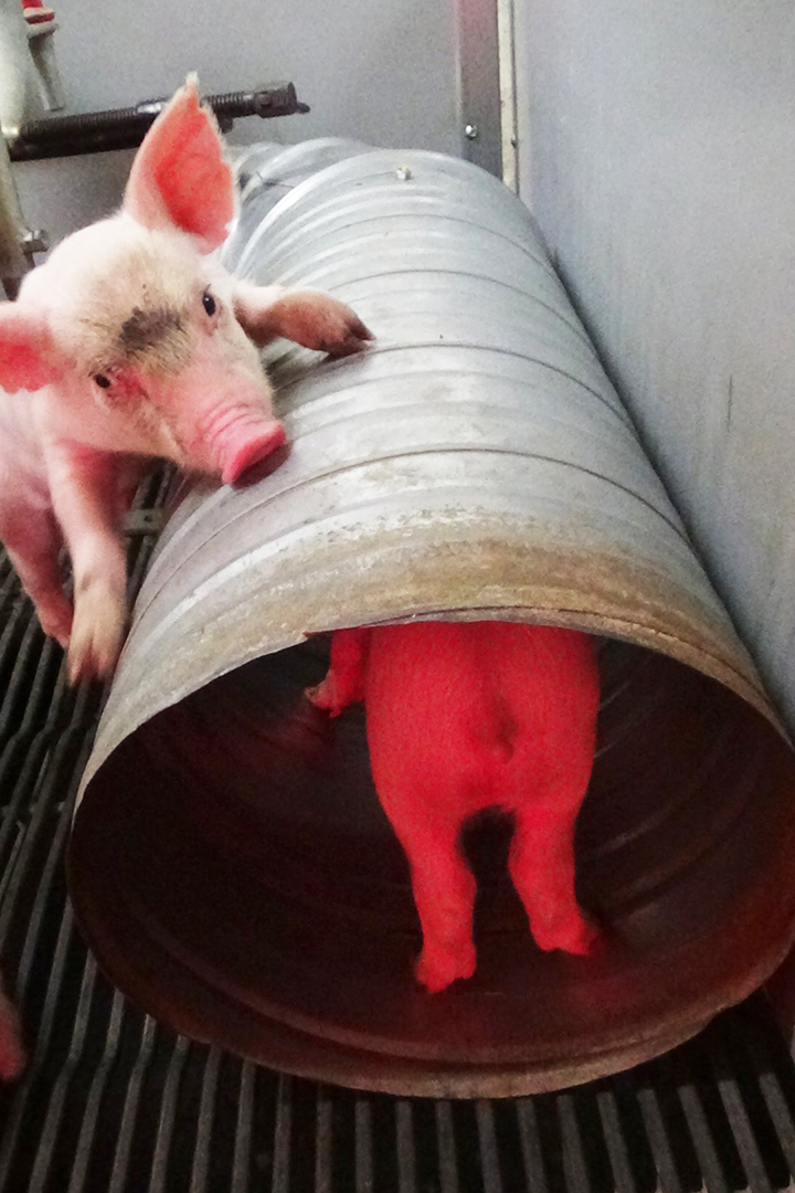 Researchers included a tunnel in some of the piglets' pens to see how much they played compared to other piglets that didn't have access to the prop. Photo by Nicola Schaefer.  