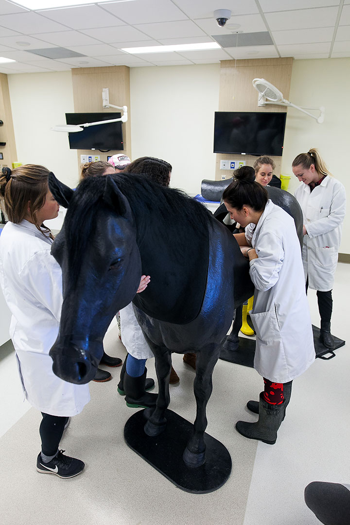 The simulated horse is one of several high-tech tools at the BJ Hughes Centre for Clinical Learning. Students have 24-hour access to the new simulation centre. 