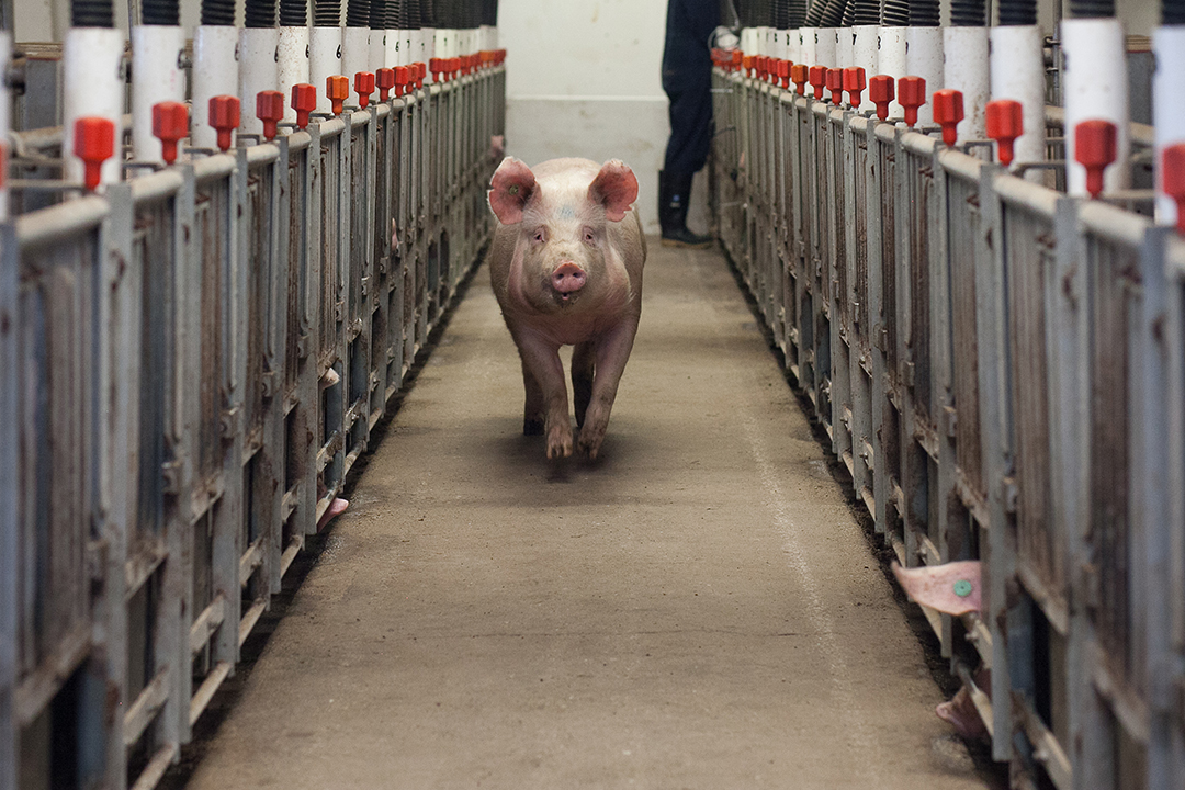A WCVM research team is investigating whether stall-housed sows actually value a greater freedom of movement. Photos: Christina Weese. 