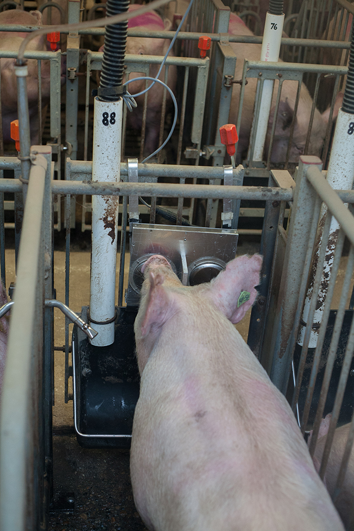 As part of the study, sows are trained to press one of two buttons. As a reward, they're released from their stalls for a few minutes of free movement.