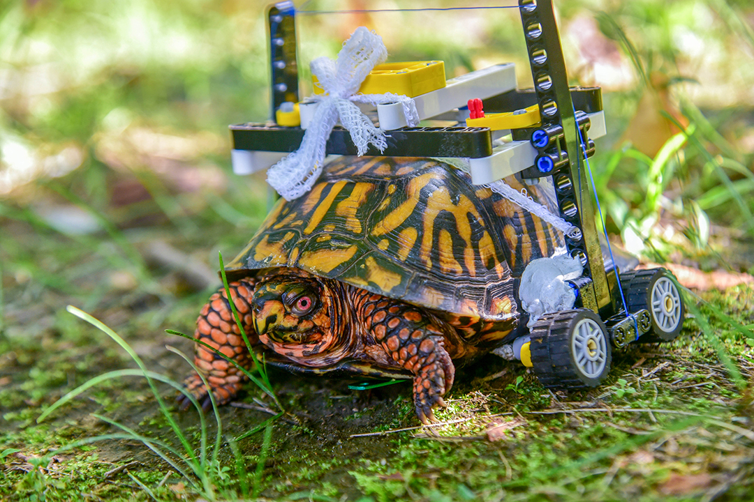 Garrett Fraess worked with a friend, a Lego enthusiast, to develop a customized wheelchair for the injured eastern box turtle. Photo: Maryland Zoo.  