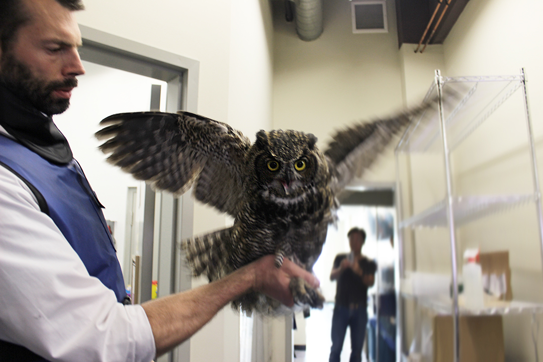 This great horned owl sustained a fractured wing after being hit by a vehicle. After WCVM alumnus Dr. Evan Crawford (left) surgically repaired its wing, the owl successfully recovered from its injury. Submitted photo.