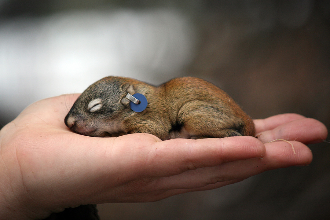 A squirrel in the hand is worth the whole world, by Andrea Wishart. 