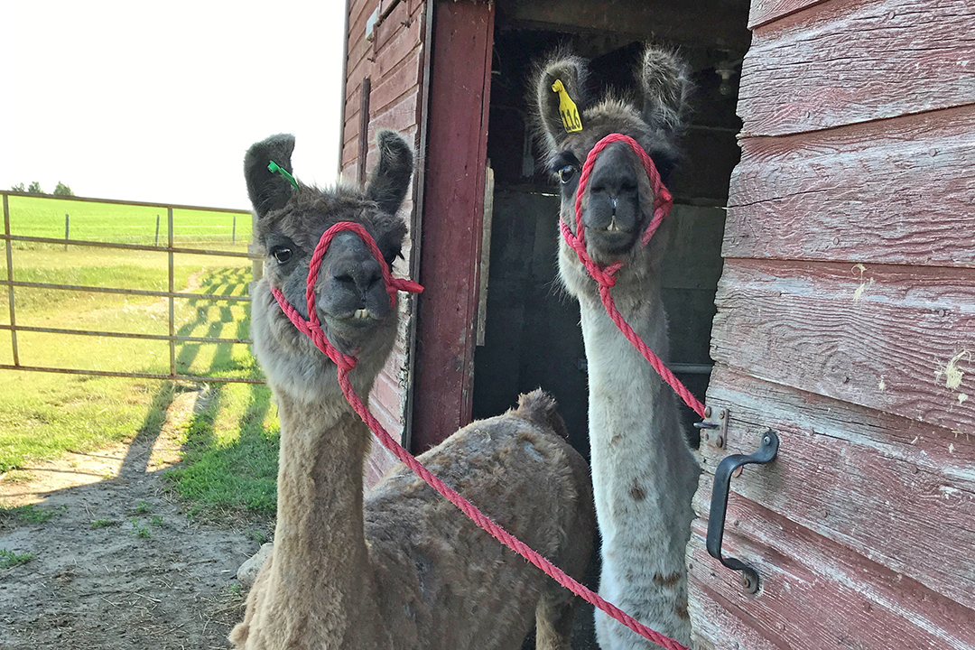 The llama (Lama glama) is one of six living camelid species. Photo: Kylie Hutt.