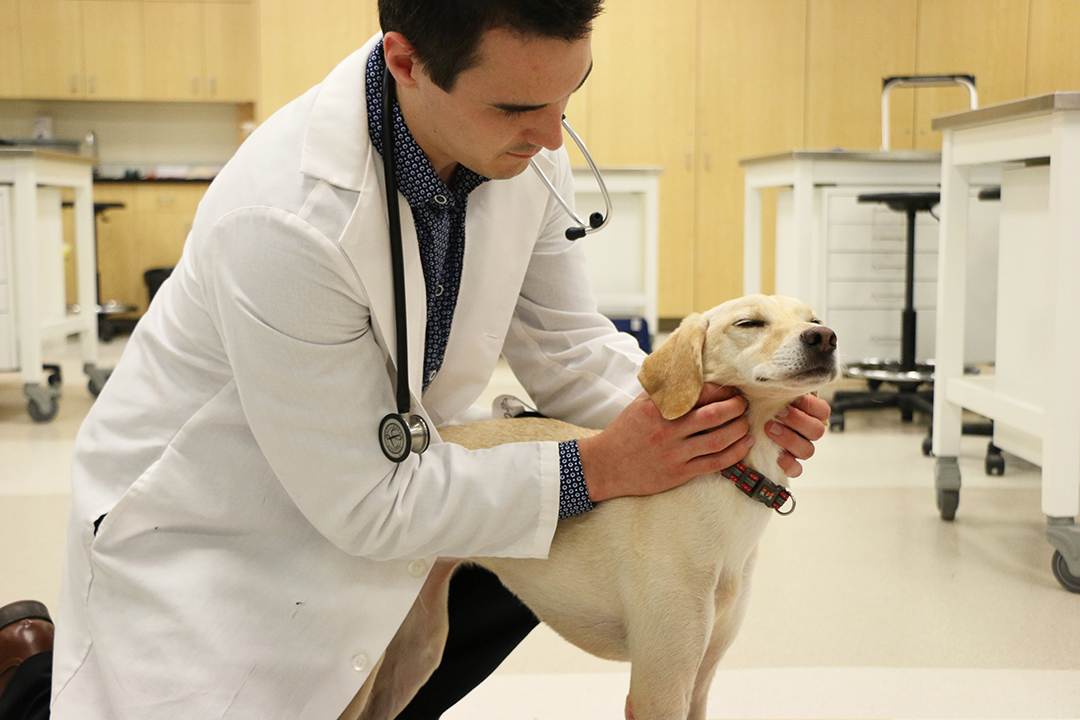 Fourth-year veterinary student Nolan Chalifoux. Photo: Ali Staley.