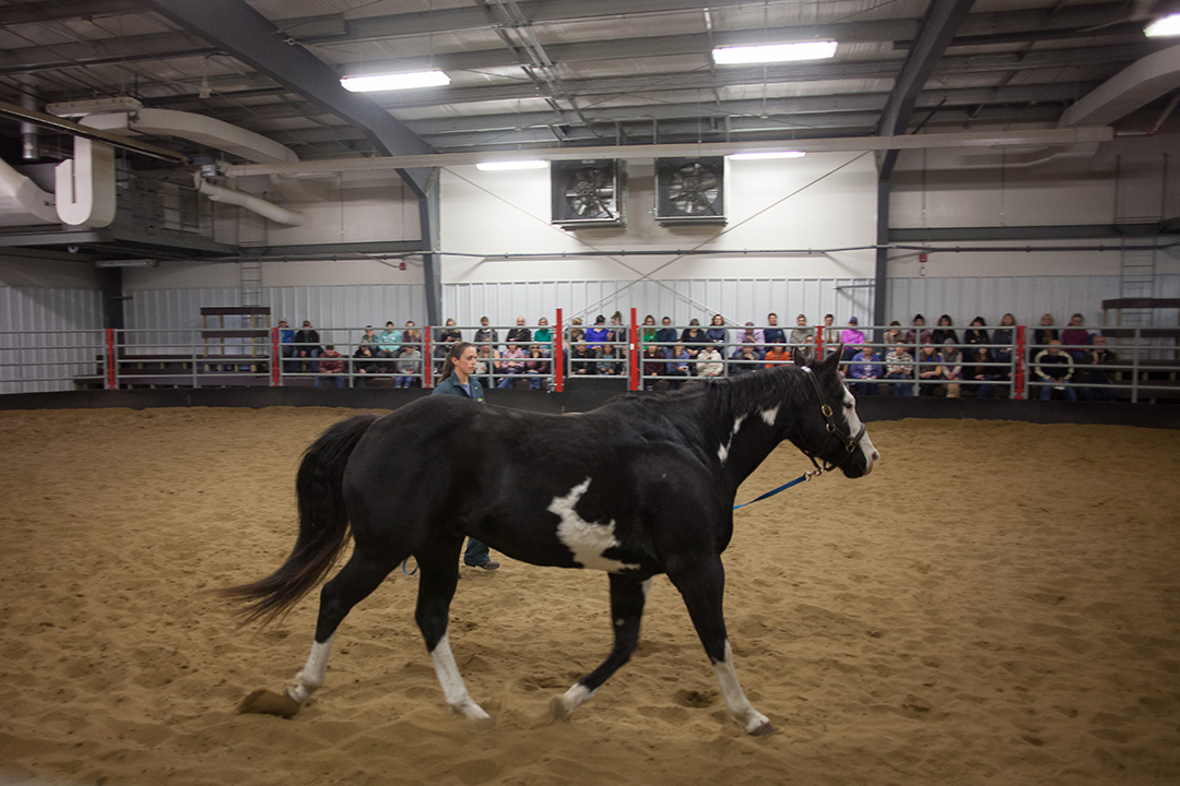 Clinic tour part of 2019 Equine Expo WCVM Today Western College of Veterinary Medicine