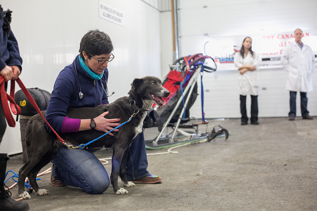 Dr. Kate Robinson, head veterinarian for the 2019 Canadian Challenge, demonstrates the steps of a veterinary check on a sled dog. Photo: Christina Weese. 