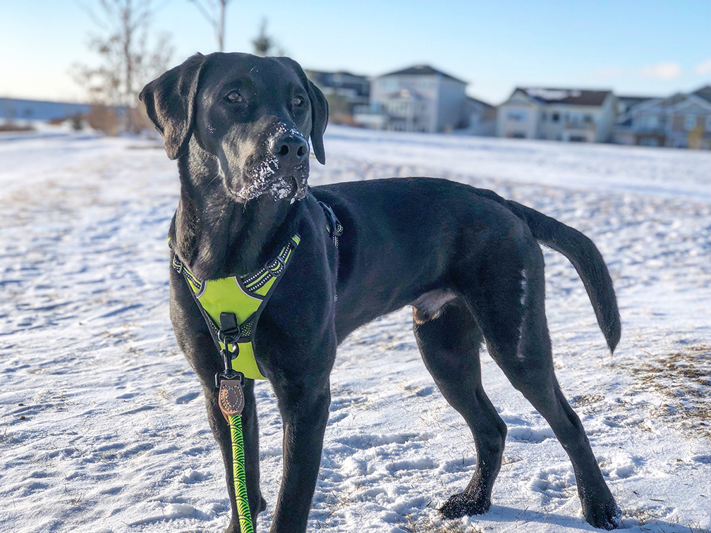 Broccoli enjoys a snowy walk. Photo by Molly-Rae Walker. 