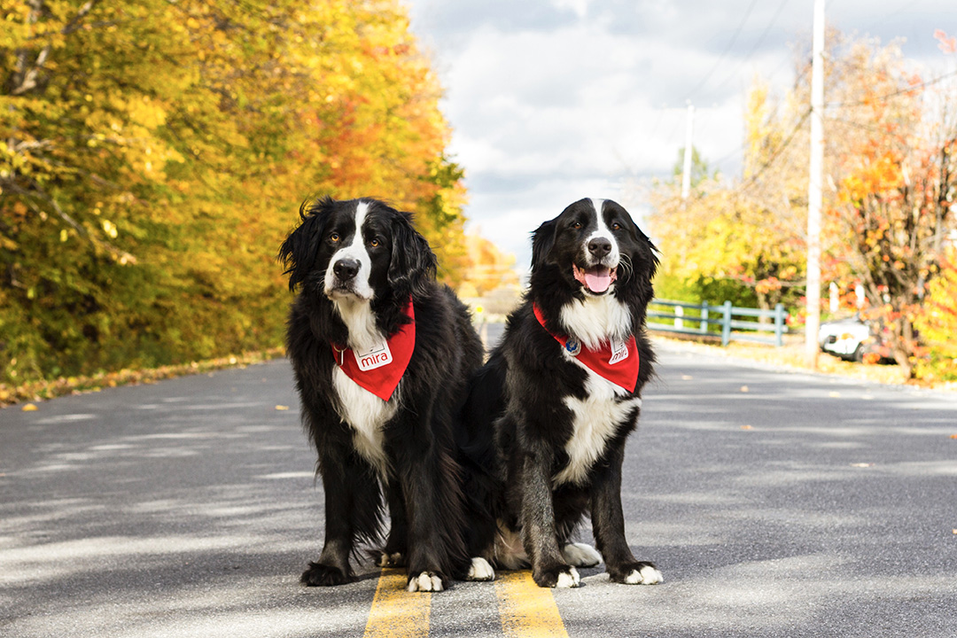 A USask researcher has found that Labernese dogs (Labrador retriever-Bernese mountain dog crosses) visibly improve the ability of the children to walk.