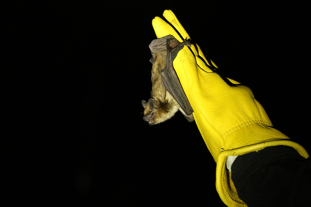 A big brown bat prepares to fly away into the night after providing WCVM researchers with a blood sample. Photo: Harrison Brooks. 