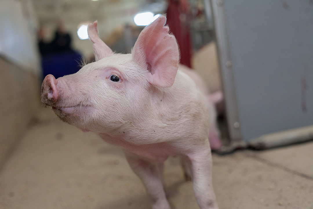 Research into transport for weaned piglets helps set guidelines. Photo by Christina Weese. 