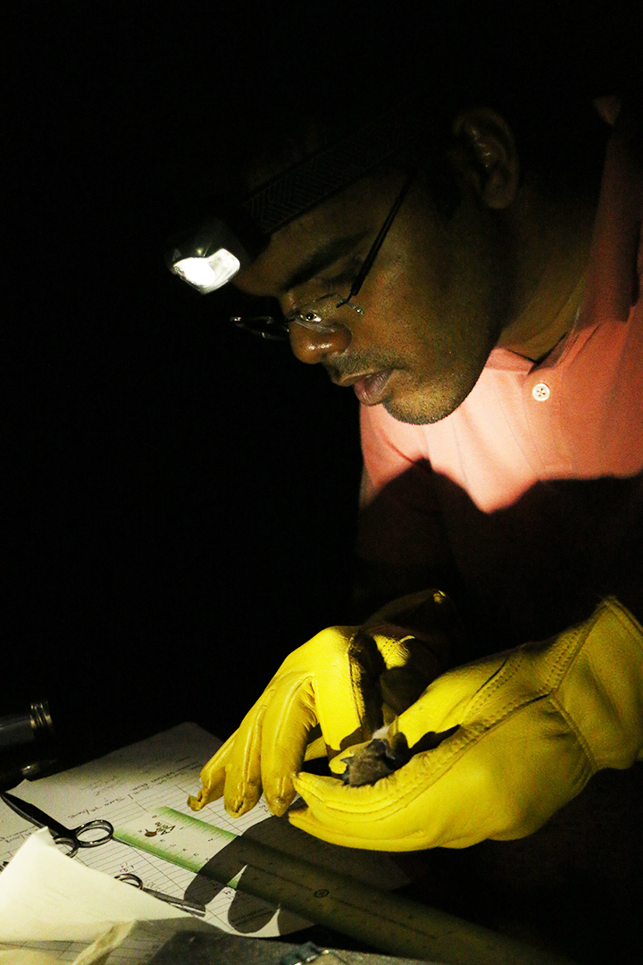 WCVM researcher Sonu Subudhi carefully takes measurements of a captured bat before taking a blood sample. Photo: Harrison Brooks. 