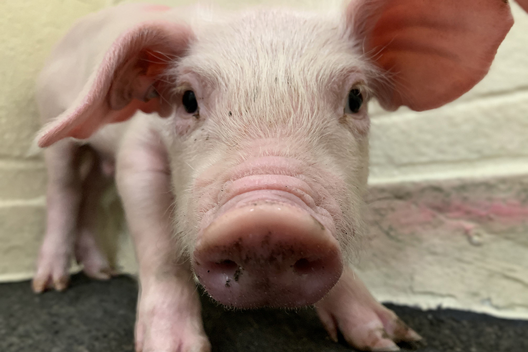 Usask researchers are using piglet models to better understand how early-life nutrition affects cardiovascular health. Photo by Breanna Patton. 