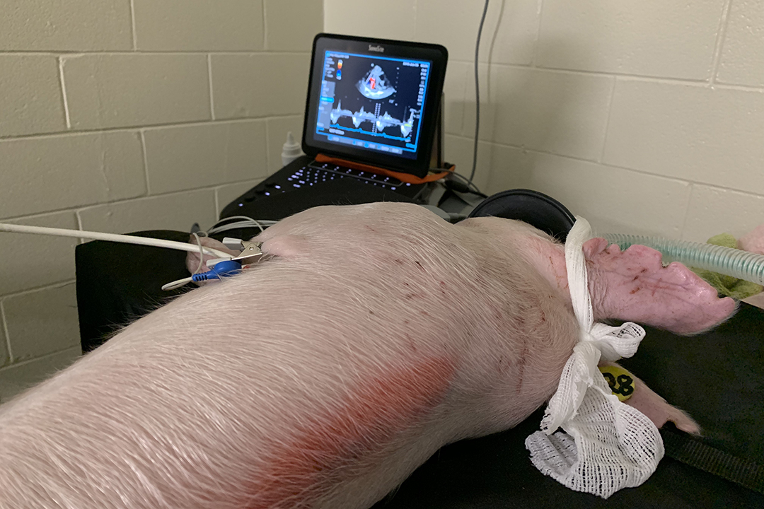 A piglet under anesthesia for echocardiography. Photo by Breanna Patton. 