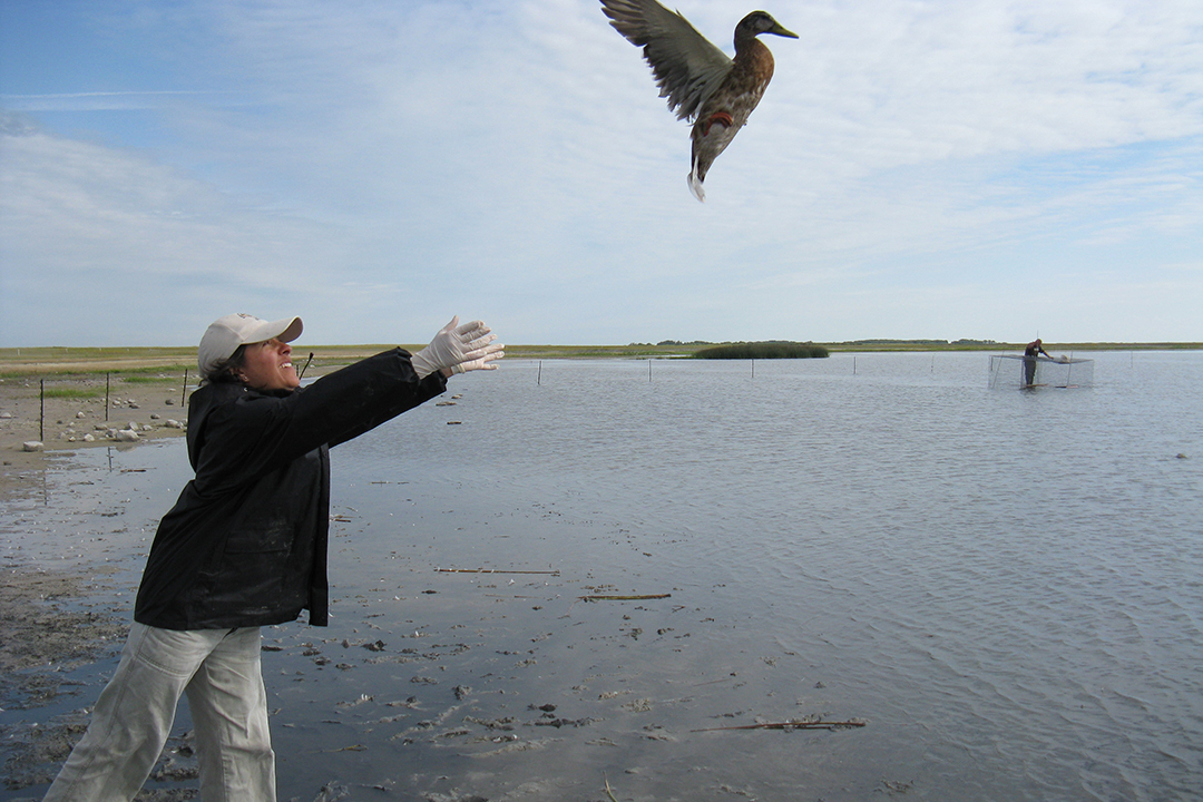 A researcher releases a wild bird while conducting wildlife surveillance. Photo courtesy Canadian Wildlife Health Cooperative.