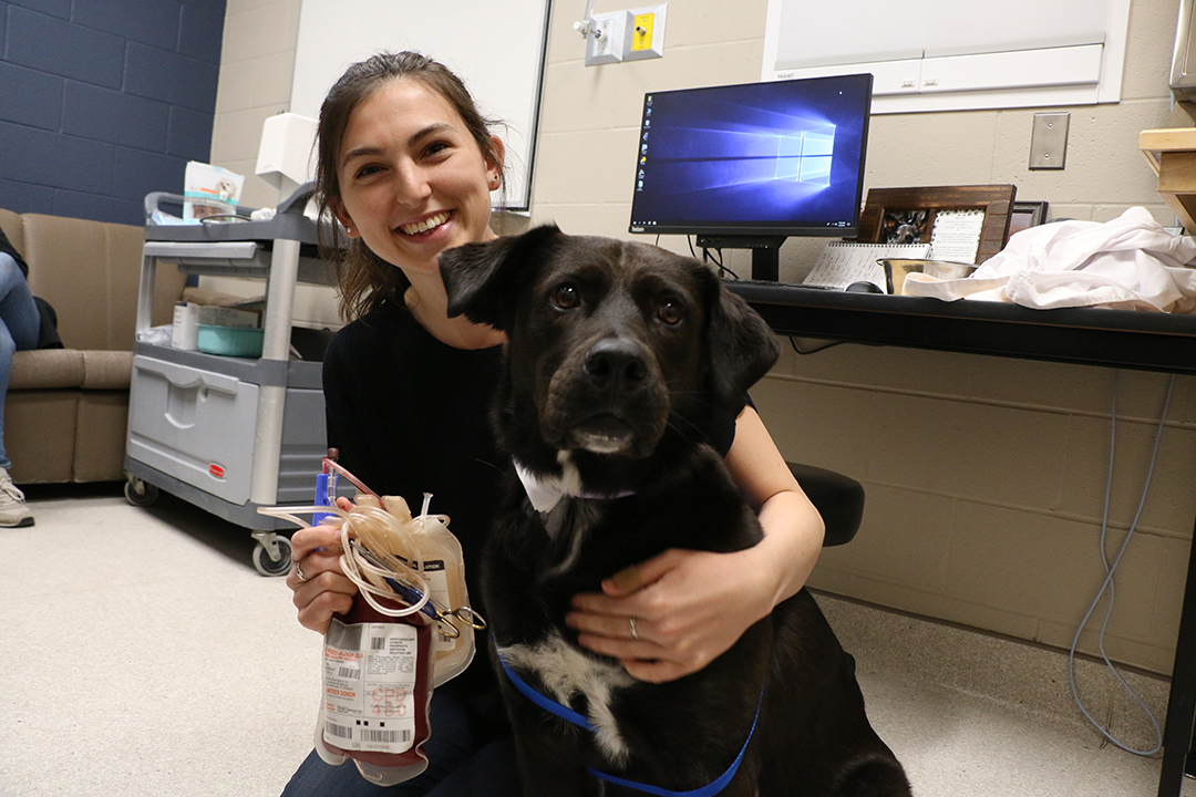 Emma Thomson with her dog Asha following a blood donation at the Western College of Veterinary Medicine. Photo: Rigel Smith. 