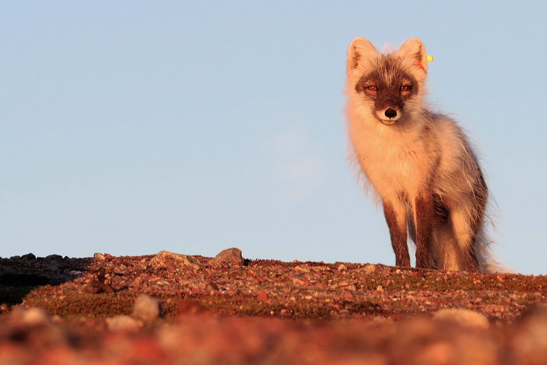 An Arctic Fox. Photo by Émilie Bouchard. 