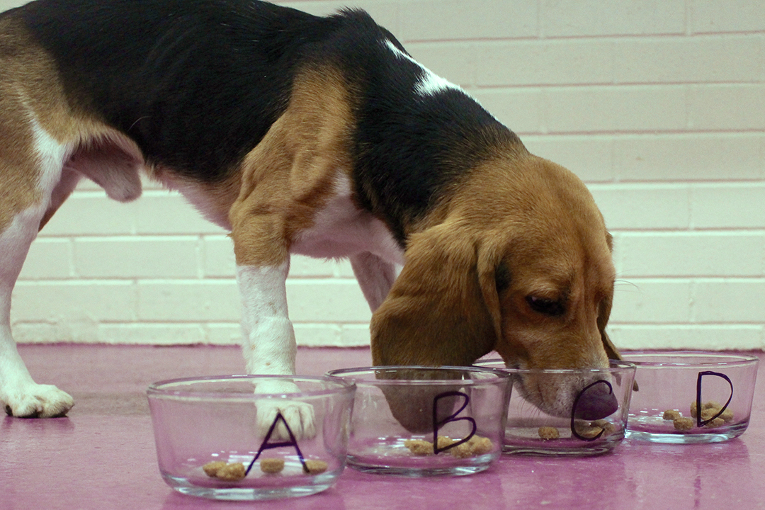 A beagle samples different pet food options. Photo by Tressa Morris.