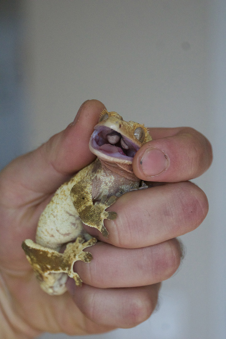 Makaryshyn displays this female gecko’s full calcium sacs, which are found on the roof of the mouth in crested geckos. Photo: Dr. Gwen Roy. 