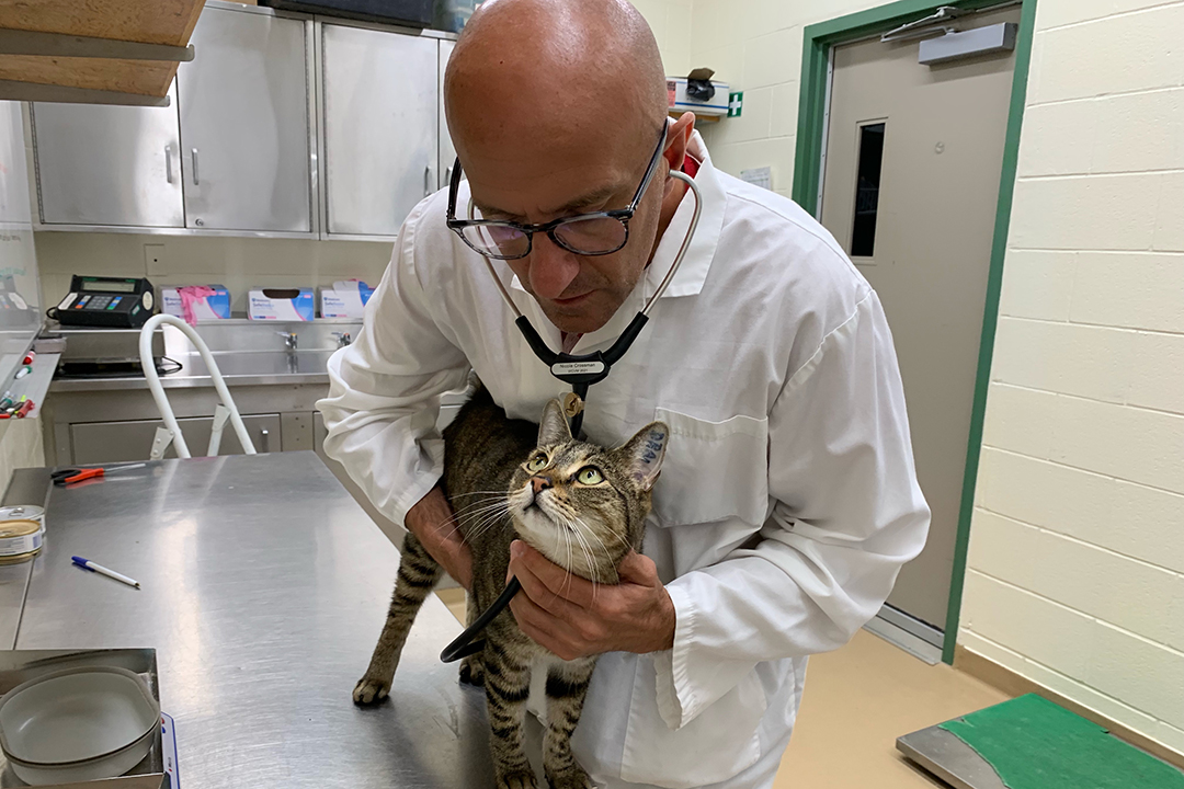 WCVM small animal internist Dr. Kevin Cosford led a study looking at the potential link between feline urethral obstruction (UO) and the seasons of the year. Photo: Nicole Crossman. 