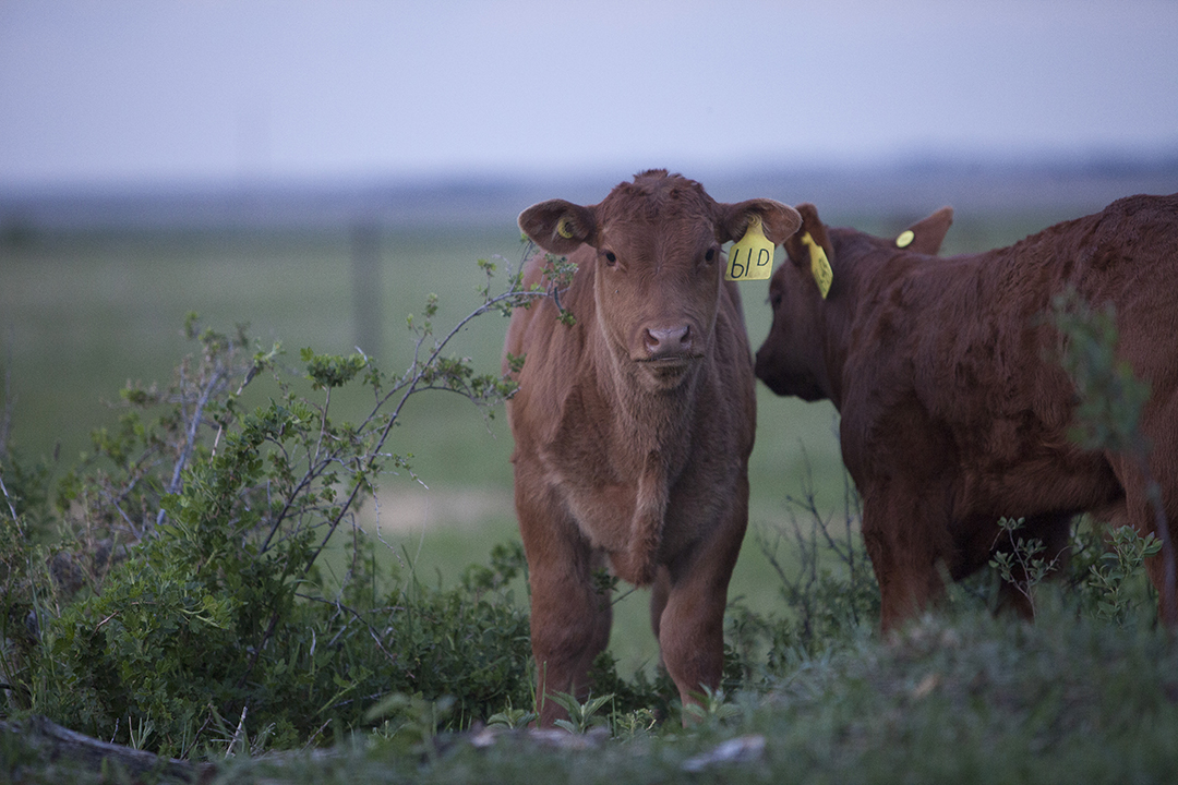 Results of a study of the western Canadian cow-calf herds detail the shift to spring calving. Photo by Christina Weese.