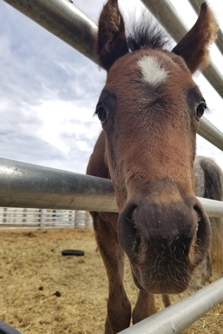 A curious foal at the WCVM's Veterinary Medical Centre. Photo by Brandi Bakken. 