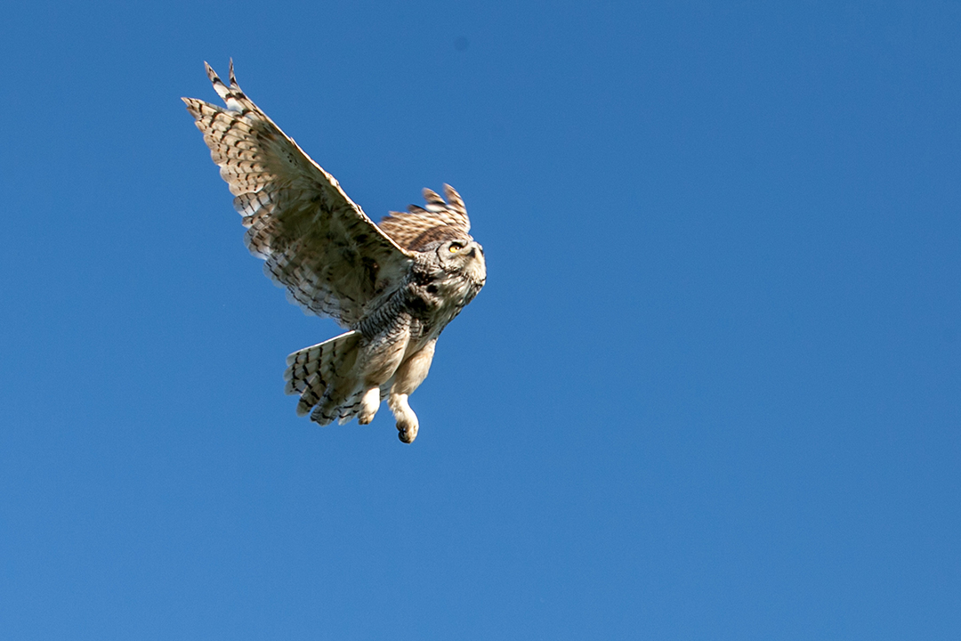 Newman soars above the park where he was released. Photo by Christina Weese. 