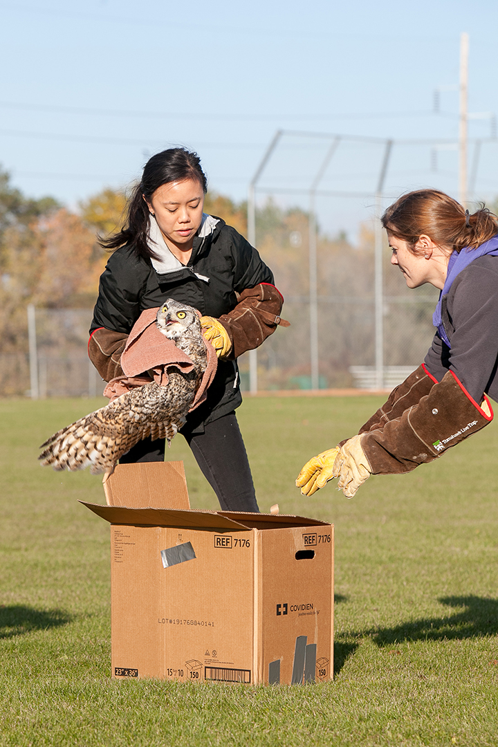 Dr. Shannon Toy and Jacqui Valmont, RVT, prepare Newman for release. Photo by Christina Weese. 