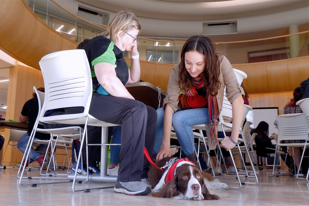 Handler Jane Smith and Murphy visit students at the USask Gordon Oakes Red Bear Student Centre. (Photo: Screengrab)