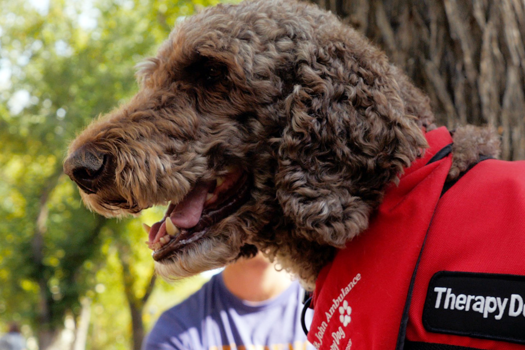 Womble is part of the “PAWS Your Stress” therapy dog program at USask. (Photo: Screengrab)