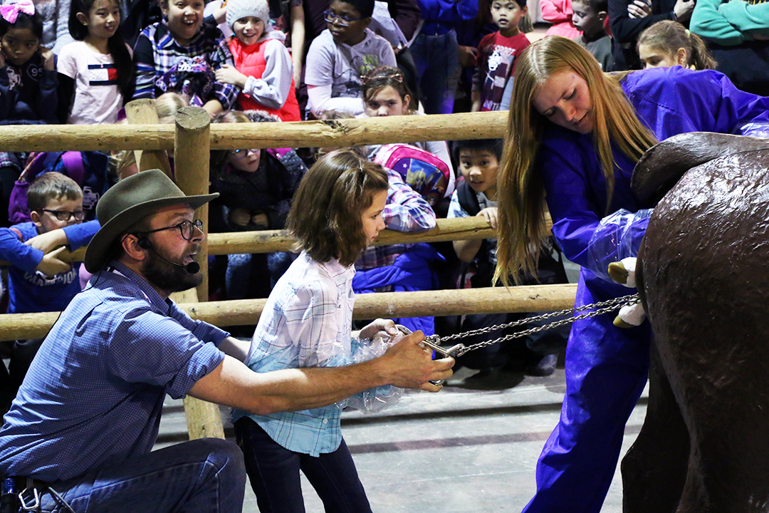 Dr. Chris Clark assists a volunteer during a calving demonstration at Agribition 2018. Photo by Taryn Riemer.