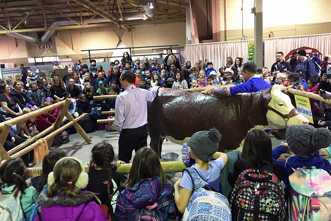 The WCVM calving demonstrations draw large crowds at the 2018 Agribition event. Photo by Myrna MacDonald. 
