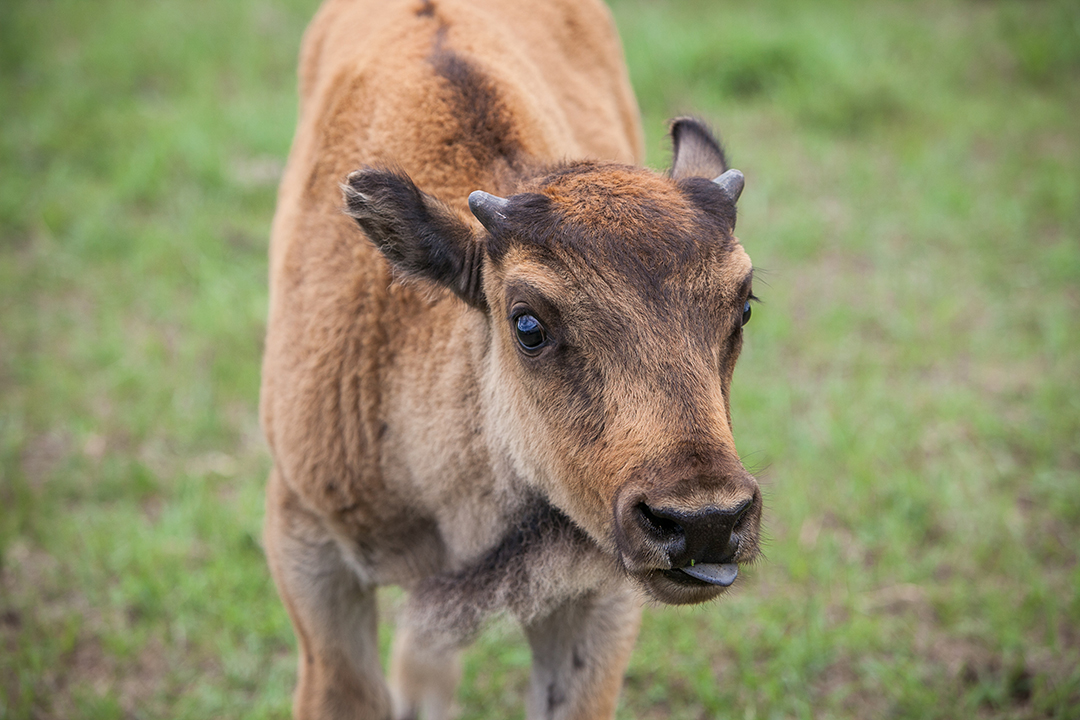 A bison calf at the Livestock and Forage Centre of Excellence (Goodale Farm). Photo by Christina Weese. 