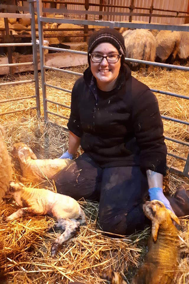 While she was studying in Ireland, veterinary student Angela Murray successfully delivered a set of healthy triplet lambs to an ewe. Supplied photo. 