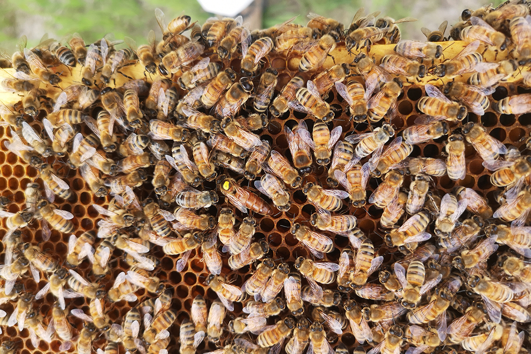 Researchers identify the queen bees with a yellow tag. Photo by Sarah Barnsley.