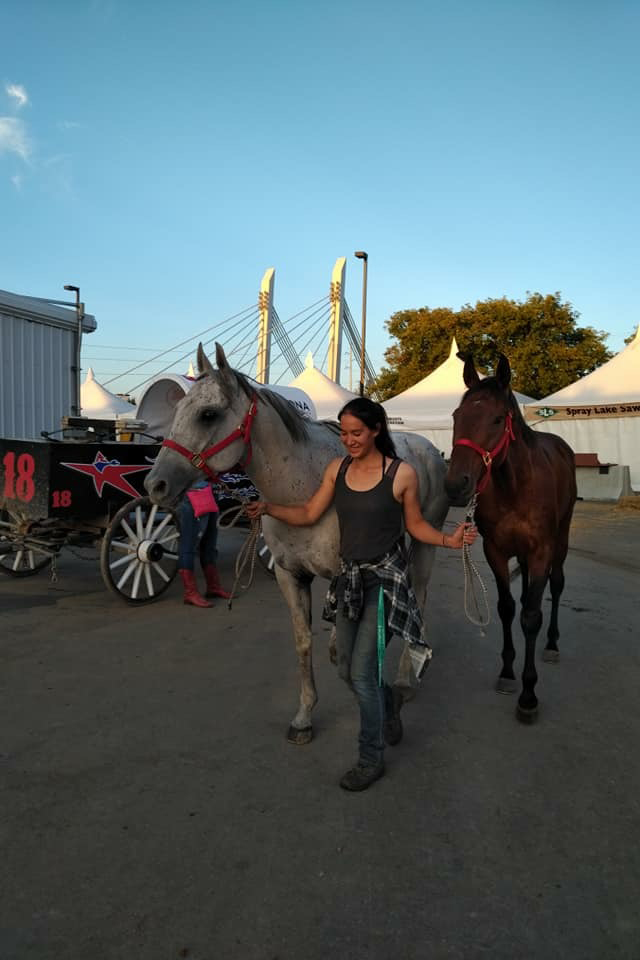 Veterinary student Kiran Fong leads two racehorses belonging to  chuckwagon driver Mark Sutherland's barn. Photo: Dina Sutherland. 